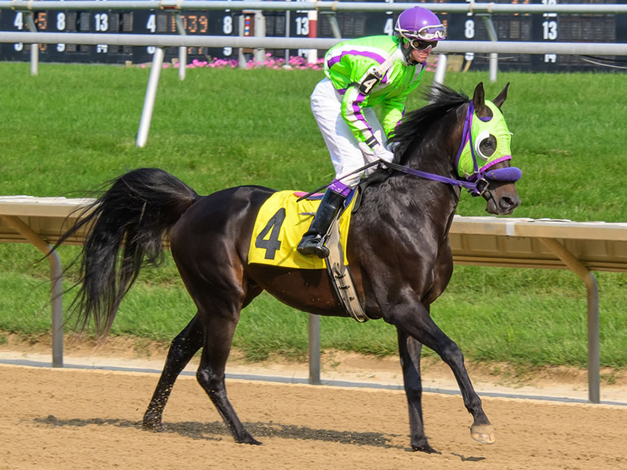 Jimdandy Tothe Reshessq, bred by Cre Run